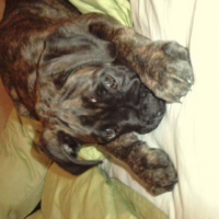 Photo #243012 de Flach