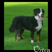 Photo #243159 de Orton