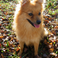 Photo #243165 de Douna