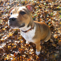 Photo #243167 de Fatal milo