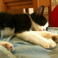 Cyane en pleins travail !