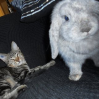 Photo #243283 de Iris