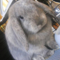 Photo #243284 de Iris