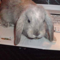 Photo #243285 de Iris