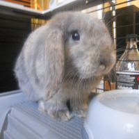 Photo #243292 de Iris