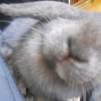 Photo #243293 de Iris