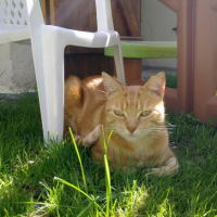 Photo #243294 de Vaillant