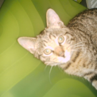 Photo #243307 de Diego