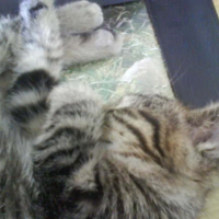 Photo #243308 de Diego