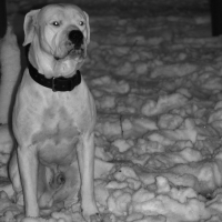 Photo #243317 de Toytoy