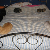Photo #243320 de Quinarelle