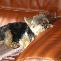Hum..... la sieste au soleil !!!!!!!