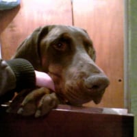 Photo #243390 de Caligula