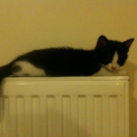 Photo #243412 de Cyane