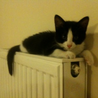 Photo #243413 de Cyane