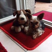 Photo #243474 de Aladin