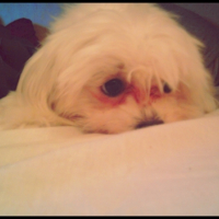 Photo #243479 de Echo