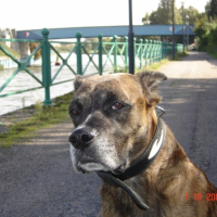 Photo #243499 de Spike