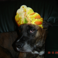 Photo #243500 de Spike