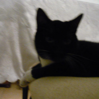 Photo #243504 de Cash