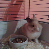 Photo #243565 de Gizmo
