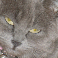Photo #243609 de Pepere de la campagne
