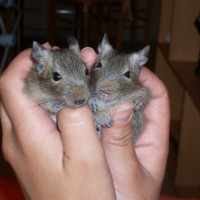 Photo #243624 de Titine