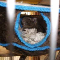 Photo #243625 de Titine