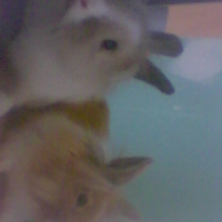 Photo #243678 de Foxy 