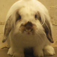 Photo #243707 de Lynet