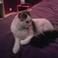 Photo #243712 de Gribouille
