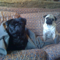Photo #243722 de Cerise