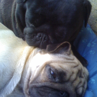 Photo #243723 de Cerise