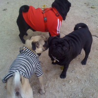 Photo #243724 de Cerise