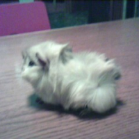 Photo #243734 de Chipoune