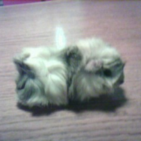 Photo #243735 de Chipoune