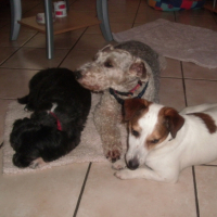 Photo #243752 de Felix