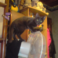 Photo #243767 de Youn