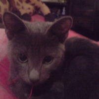 Photo #243769 de Sev