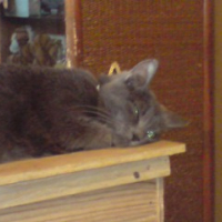 Photo #243773 de Petite keuponne