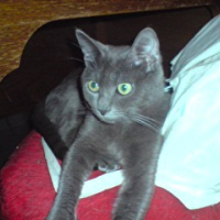 Photo #243776 de Rapido