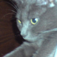Photo #243779 de Rapido