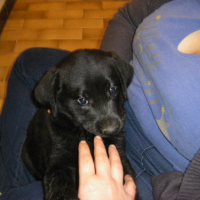 Photo #243782 de Fidji