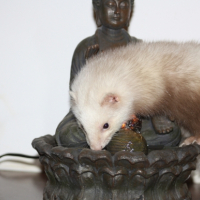 Photo #243887 de Freya