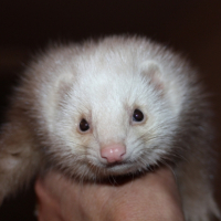 Photo #243888 de Freya
