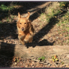 Super Chien !