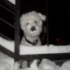 17/12/10 Charly dans la neige