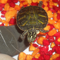 Photo #244126 de Hulk