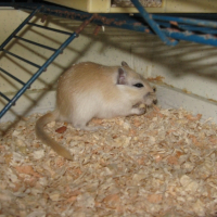 Photo #244144 de Gerbilles