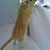 Photo #244145 de Gerbilles
